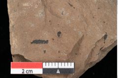 Foto (Detailansicht) von Pinus palaeostrobus Ettingshausen (NHMW-GEO-2024-0188-0209)